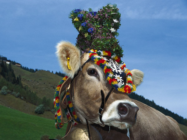 Almabtrieb ünnepe az Alpokban