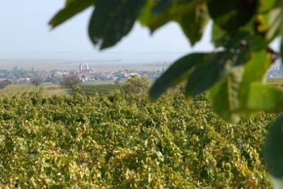 Ültetvény lesz a megmentett ős-szőlőtőkéből Kismartonban