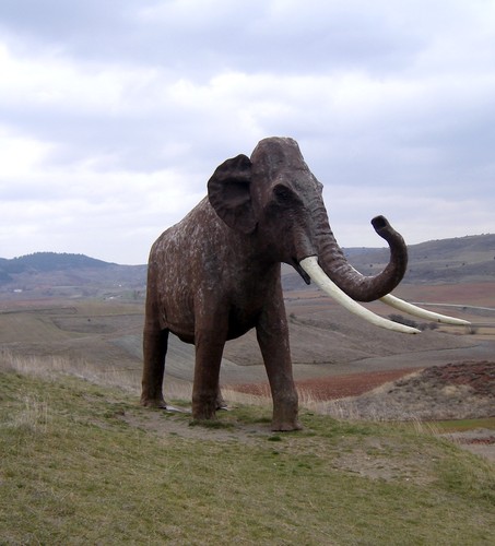300.000 éves elefántot találtak Rómában