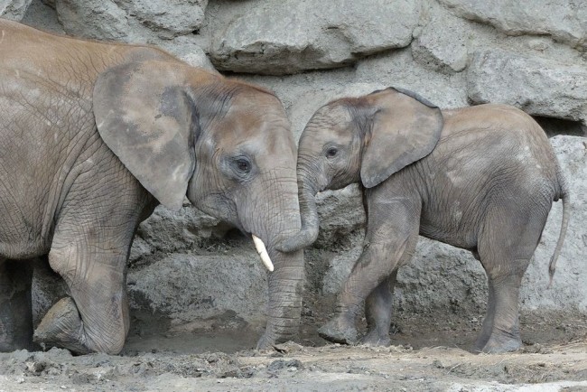 Exkluzív látogatás az elefántoknál Bécsben
