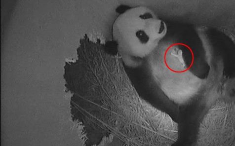 Pandabocs született Bécsben. Videó