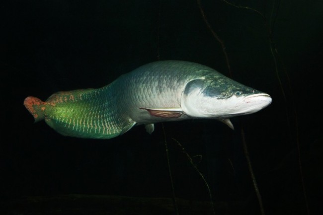 Óriáshalak a Schönbrunni állatkert új attrakciói
