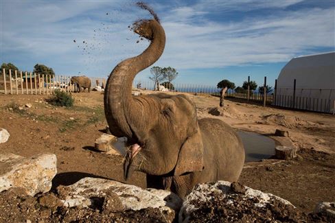 Stéphanie hercegnő elefántjai Monacóban