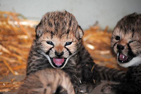 Gepárd hármasikrek születtek a bécsi állatkertben