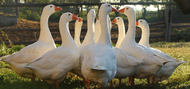 Gans Burgenland: pannon fesztivál ínyenceknek