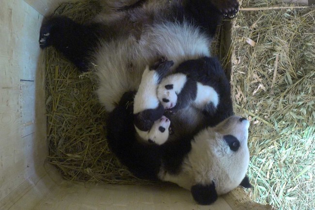 Panda1_Foto_TiergartenSchoenbrunn