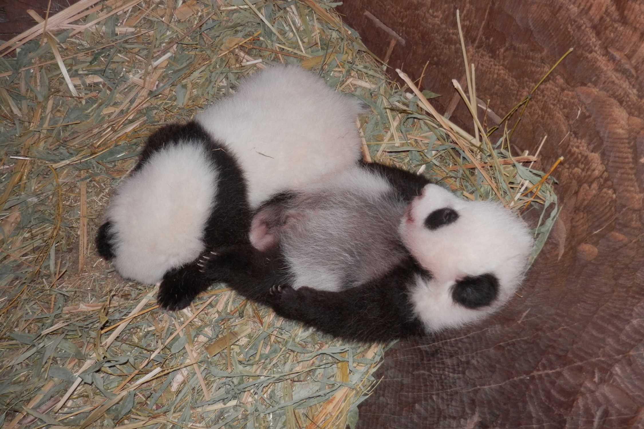 Pandaikrek_Foto_TiergartenSchoenbrunn