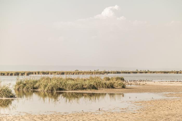 25 éves a Világörökéghez tartozó Fertő-Hanság Nemzeti Park