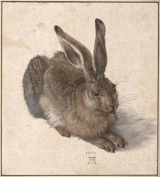 Dürer híres nyulának egy macska volt a modellje