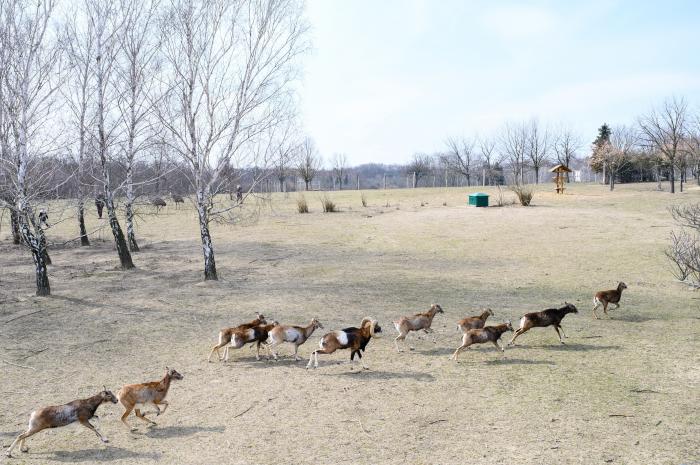 Újra kinyitott a Pákozdi Pagony