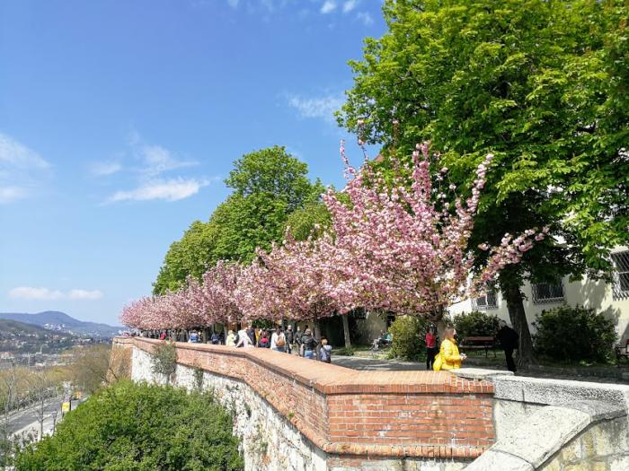 Csodaszép a Budai Vár: virágba borult a japán díszcseresznye fasor