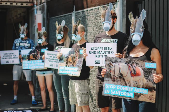 Állatvédők a görög kormányhoz fordultak a Szantorinin szenvedő szamarak érdekében 