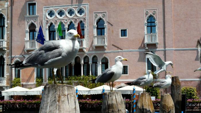 Vízipisztollyal küzdenek a galambok és a sirályok ellen Velencében