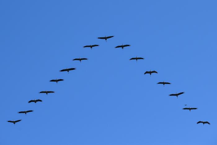 Felejthetetlen élmény az őszi darules a szegedi Fehér-tónál